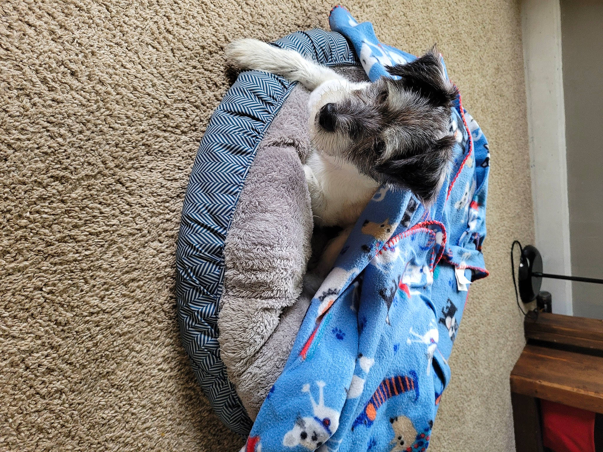 P-dab joined the competition — help win amazing prizes! blue, canidae, comfort, companion_dog, dog_breed, dress, electric_blue, fawn, felidae, fur, grey, pattern, small_to_medium_sized_cats, snout, sporting_group, tail, terrestrial_animal, whiskers, window, working_animal