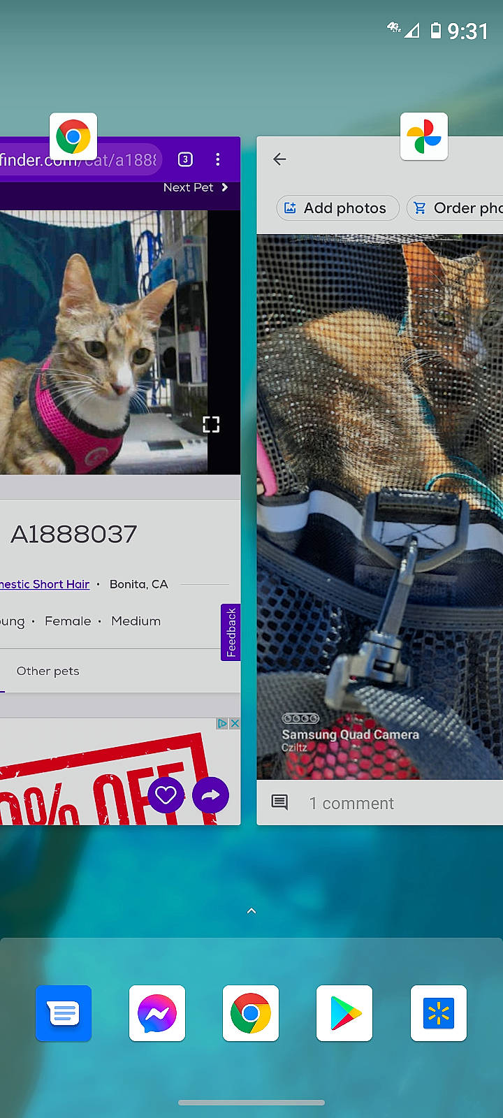 Buttercup joined the competition — help win amazing prizes! adaptation, advertising, art, carnivore, cat, collage, fawn, felidae, font, fur, line, news, photo_caption, publication, screenshot, small_to_medium_sized_cats, snout, tail, whiskers, wildlife