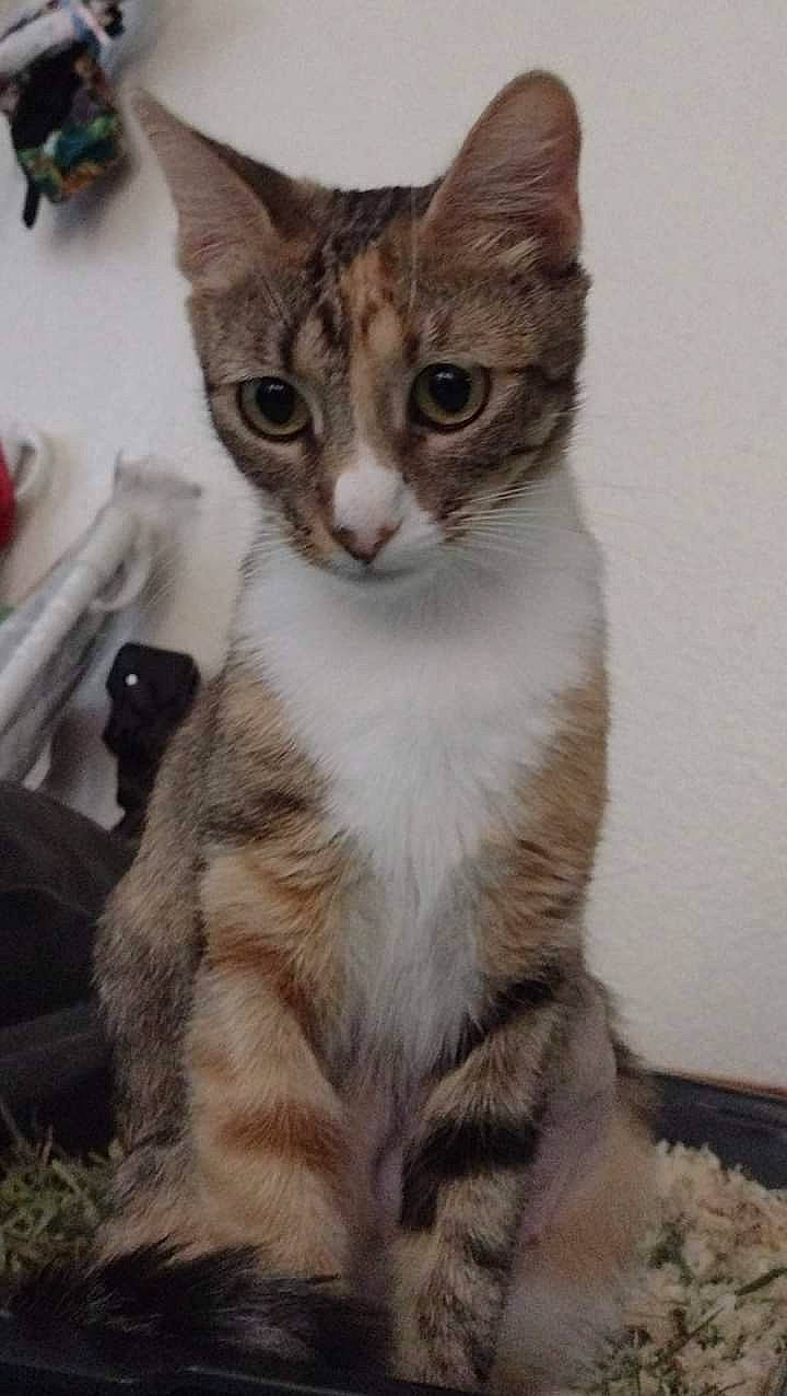 Buttercup joined the competition — help win amazing prizes! carnivore, cat, claw, domestic_short_haired_cat, door, fawn, felidae, fur, paw, small_to_medium_sized_cats, snout, tail, terrestrial_animal, whiskers, window