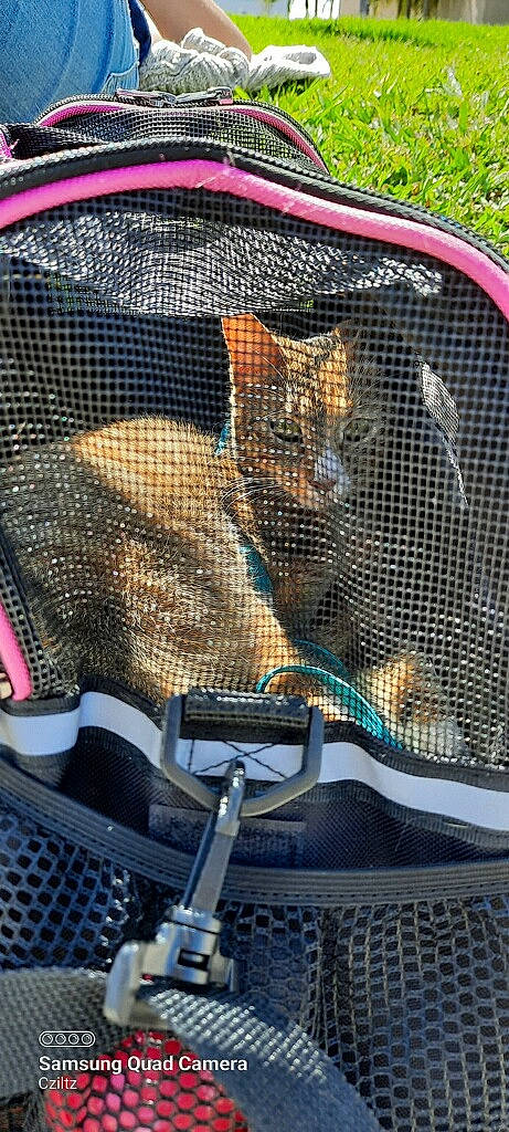 Buttercup is registered to the contest to win money with this photo: auto_part, automotive_design, automotive_exterior, automotive_lighting, automotive_mirror, car, carnivore, cat, felidae, grille, hat, headlamp, hood, mesh, motor_vehicle, small_to_medium_sized_cats, snout, vehicle, vehicle_door, window