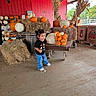 toddler, child, pumpkins, hay_bales, barn, autumn, fall, orange, white_pumpkins, basket, jeans, black_shirt, smiling, outdoor, rustic, floor, wooden_table, cornstalks, red_wall, casual_clothing