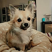Eros a rejoint le concours — aidez-le/la à gagner de superbes lots ! animal, black_nose, blanket, brown_fur, comfortable, cozy, cute, dog, domestic, ears, face, fluffy, fur, home, indoors, looking, pet_bed, resting, small_dog, white_fur