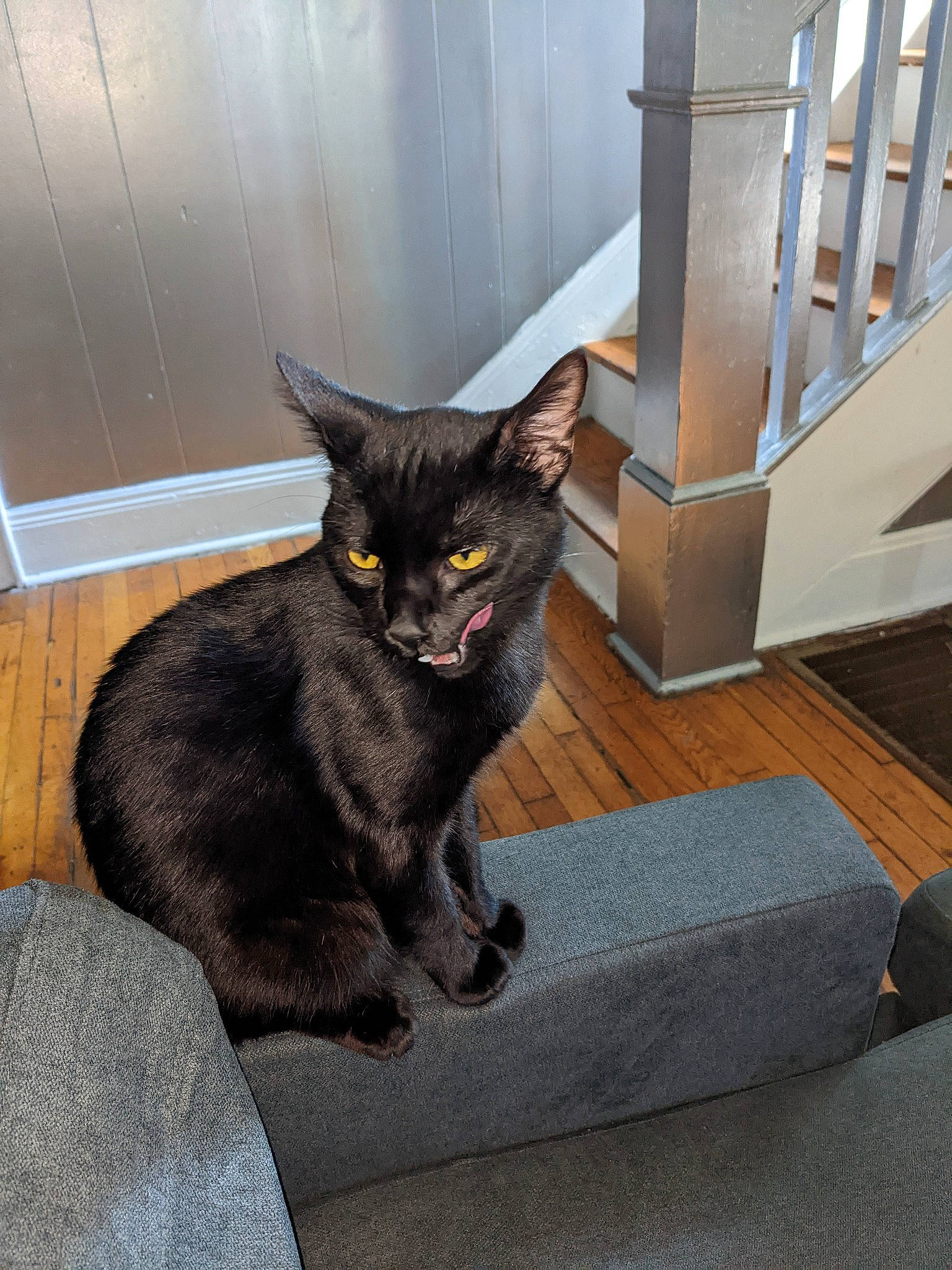 Demon is registered to the contest to win money with this photo: black_cat, bombay, carnivore, cat, claw, comfort, domestic_short_haired_cat, eye, felidae, floor, flooring, fur, grey, hardwood, havana_brown, small_to_medium_sized_cats, snout, tail, whiskers, wood