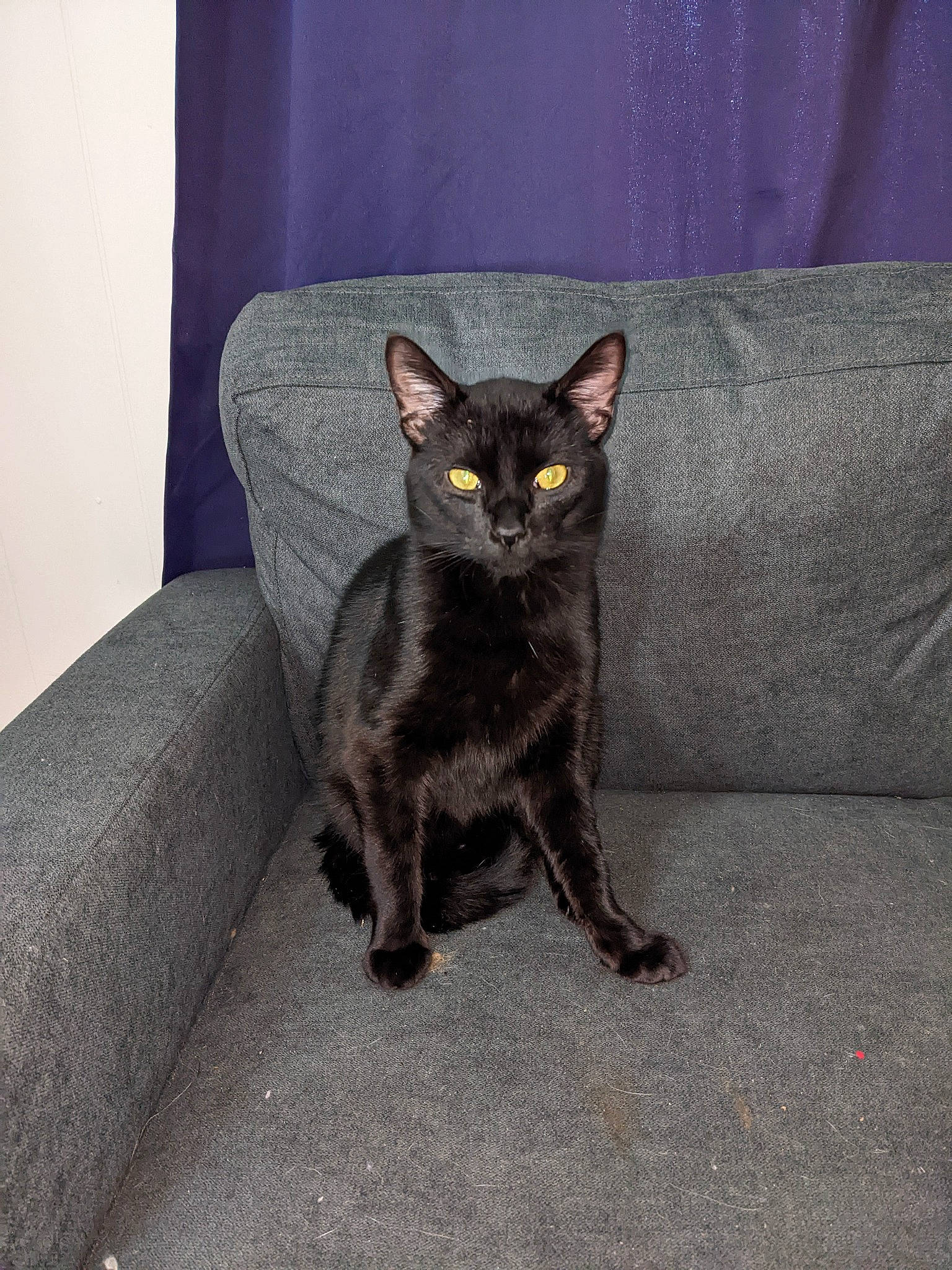 Demon is registered to the contest to win money with this photo: black_cat, bombay, carnivore, cat, comfort, couch, domestic_short_haired_cat, eye, felidae, fur, grey, head, paw, sitting, small_to_medium_sized_cats, snout, tail, terrestrial_animal, whiskers