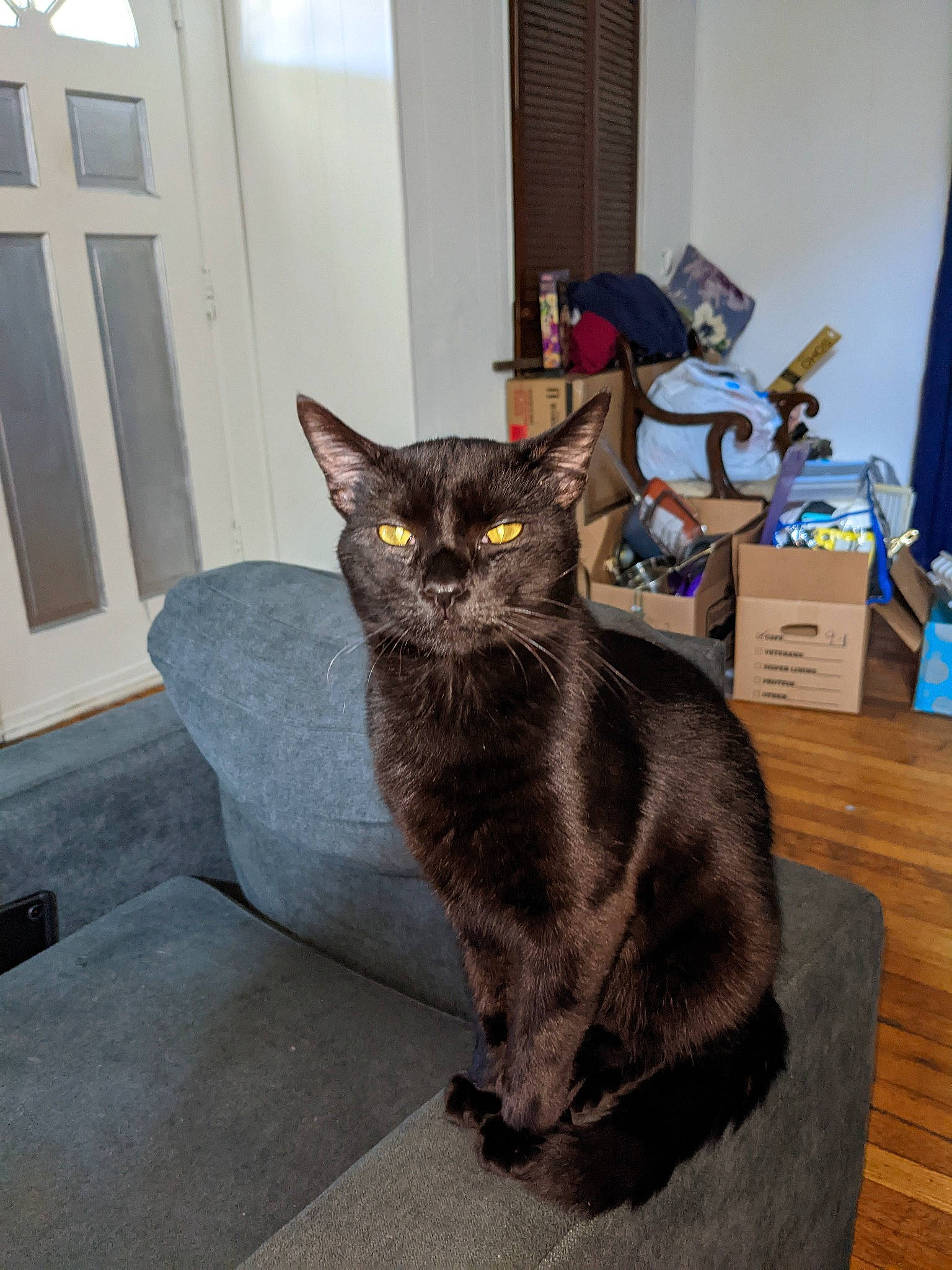 Demon is registered to the contest to win money with this photo: black_cat, bombay, carnivore, cat, chair, comfort, curtain, domestic_short_haired_cat, door, felidae, flooring, fur, grey, havana_brown, room, small_to_medium_sized_cats, table, tail, terrestrial_animal, whiskers