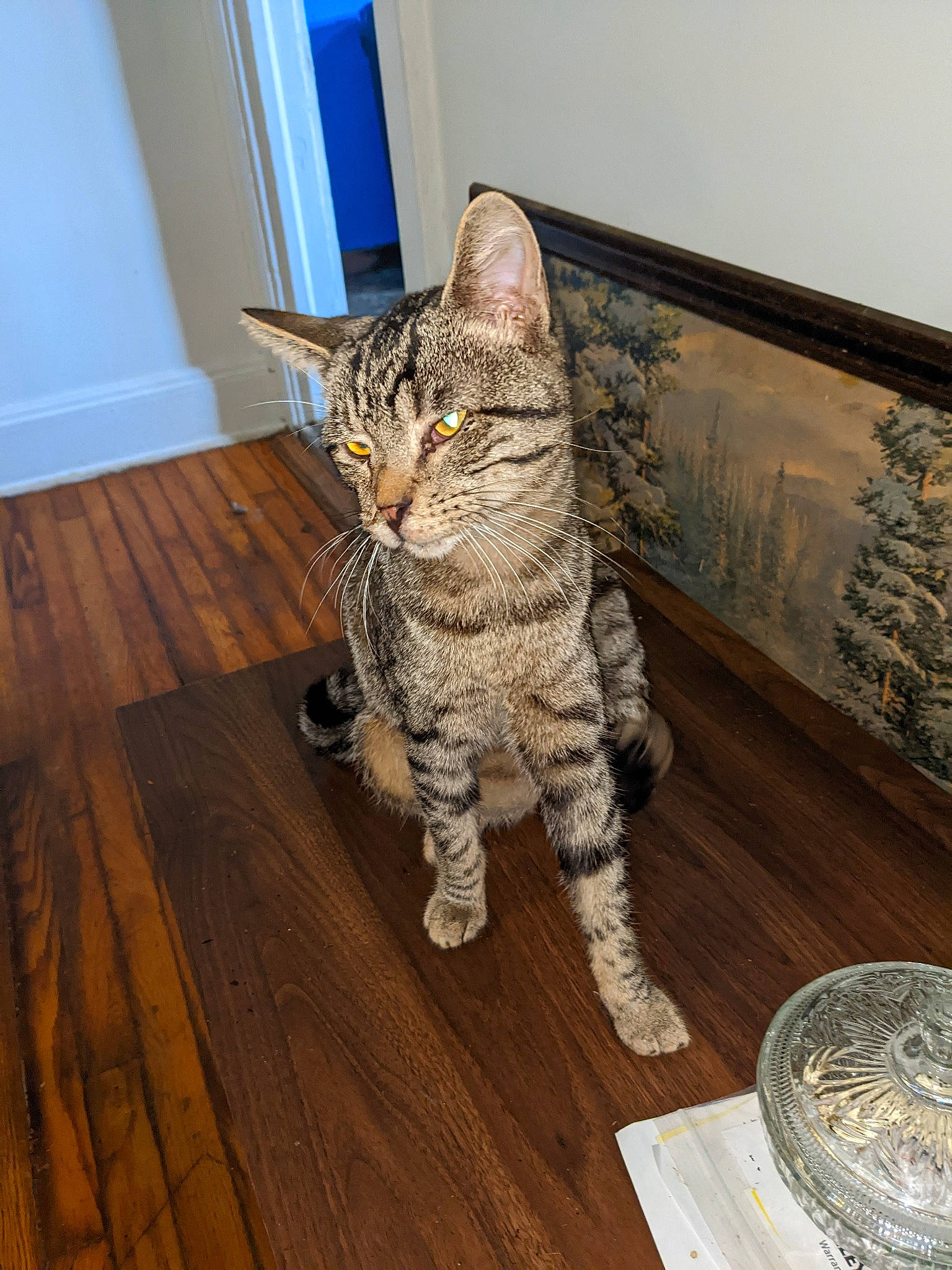 Lucky joined the competition — help win amazing prizes! blue, carnivore, cat, door, felidae, flooring, fur, grey, hardwood, laminate_flooring, serveware, small_to_medium_sized_cats, snout, tail, terrestrial_animal, varnish, whiskers, wood, wood_flooring, wood_stain