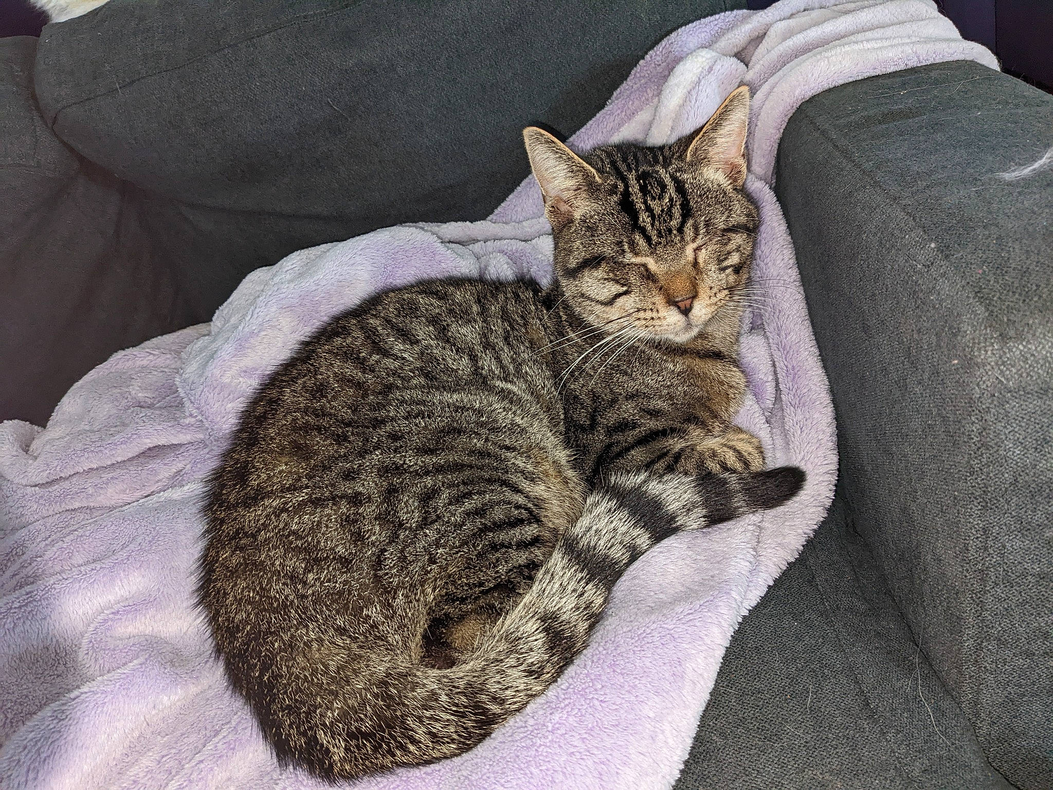 Lucky is registered to the contest to win money with this photo: carnivore, cat, claw, comfort, couch, domestic_short_haired_cat, felidae, fur, grey, linens, nap, paw, sitting, sleep, small_to_medium_sized_cats, snout, tail, terrestrial_animal, tree, whiskers
