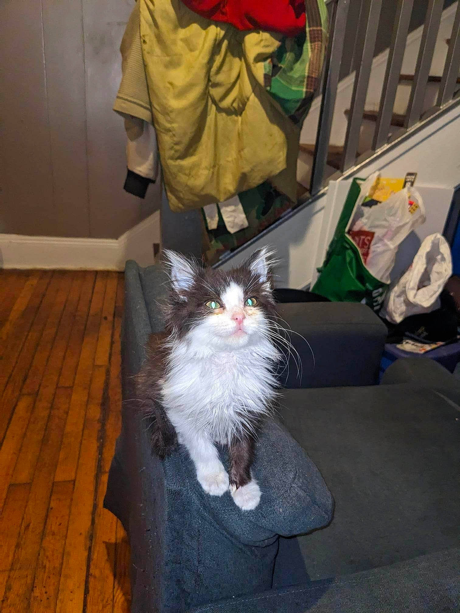 Oreo is registered to the contest to win money with this photo: box, carnivore, cat, felidae, flooring, fur, grey, hardwood, lap, sitting, small_to_medium_sized_cats, tail, whiskers, wood