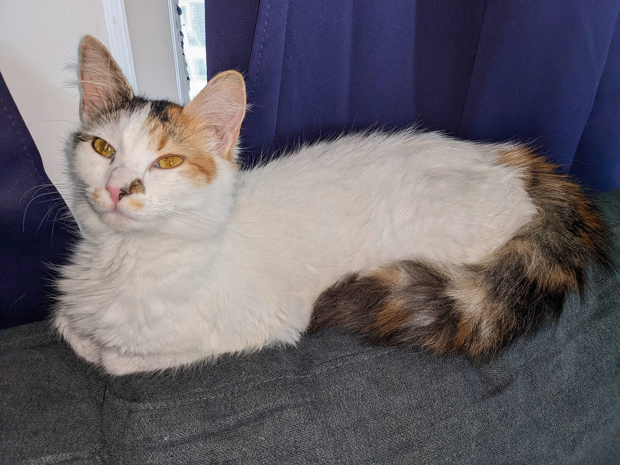 Betty White is registered to the contest to win money with this photo: carnivore, cat, cat_furniture, cat_supply, claw, comfort, curtain, domestic_short_haired_cat, fawn, felidae, foot, fur, paw, sitting, small_to_medium_sized_cats, snout, tail, whiskers, window