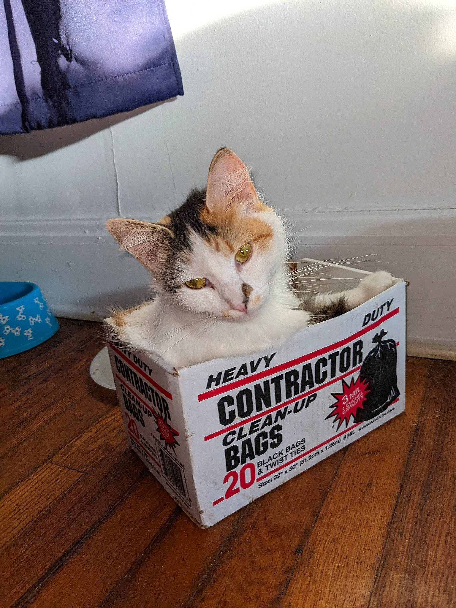 Betty White joined the competition — help win amazing prizes! box, cardboard, carnivore, carton, cat, cat_supply, comfort, domestic_short_haired_cat, felidae, flooring, font, fur, hardwood, packaging_and_labeling, packing_materials, pet_supply, picture_frame, small_to_medium_sized_cats, whiskers, wood