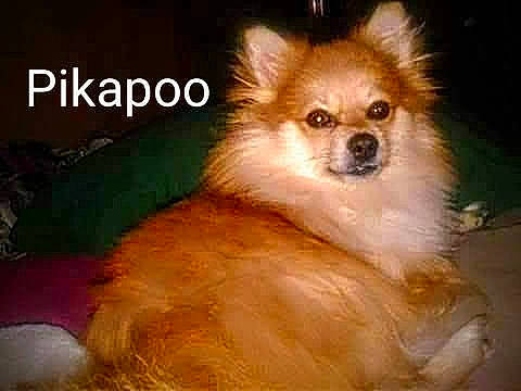 Pikapoo joined the competition — help win amazing prizes! canidae, carnivore, companion_dog, dog, dog_breed, dog_supply, fawn, font, fur, german_spitz, iris, liver, photo_caption, snout, spitz, terrestrial_animal, toy_dog, whiskers, wildlife, windscreen_wiper