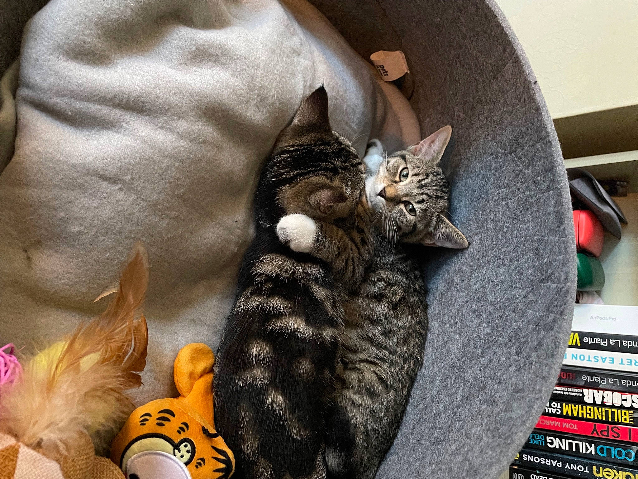 Hope joined the competition — help win amazing prizes! automotive_tire, bag, carnivore, cat, cat_supply, claw, comfort, domestic_short_haired_cat, felidae, fur, grey, mammal, nap, paw, small_to_medium_sized_cats, tail, vertebrate, whiskers