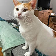 Lemon a rejoint le concours — aidez-le/la à gagner de superbes lots ! cat, white_cat, orange_cat, pet, indoor, furniture, couch, blanket, living_room, television, wooden_floor, wooden_furniture, curious, whiskers, ears, face, paw, home, cozy, domestic