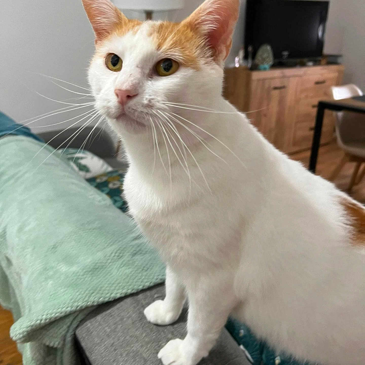 Lemon a rejoint le concours — aidez-le/la à gagner de superbes lots ! cat, white_cat, orange_cat, pet, indoor, furniture, couch, blanket, living_room, television, wooden_floor, wooden_furniture, curious, whiskers, ears, face, paw, home, cozy, domestic