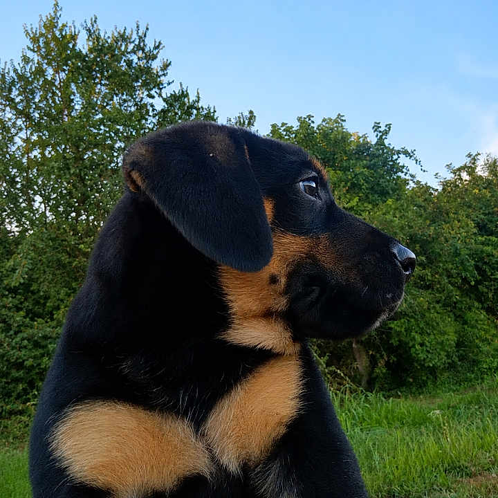 Router is registered to the contest to win money with this photo: puppy, dog, black_and_tan, outdoor, grass, greenery, sky, nature, portrait, young, animal, cute, side_view, fur, ears, snout, daylight, canine, pet, looking_away