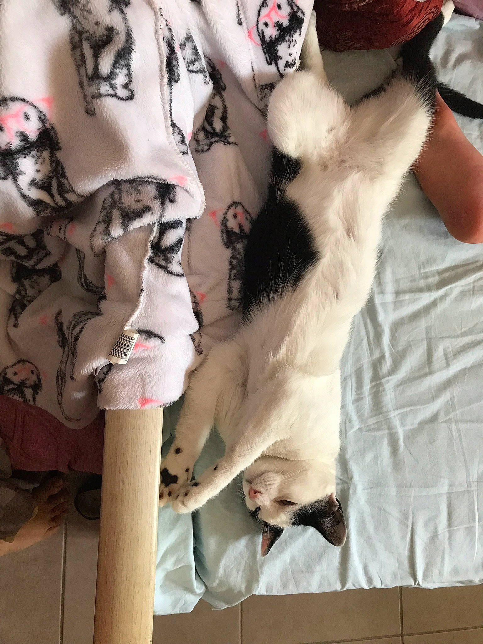 Michou a rejoint le concours — aidez-le/la à gagner de superbes lots ! canidae, carnivore, companion_dog, dog_breed, fawn, fur, tail