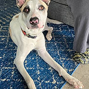 Peaty is registered to the contest to win money with this photo: animal, blue_rug, collar, couch, crocs, dog, domestic, ears, floor, fur, hand, home, indoor, looking_up, nose, pants, person, pet, relaxed, white_dog