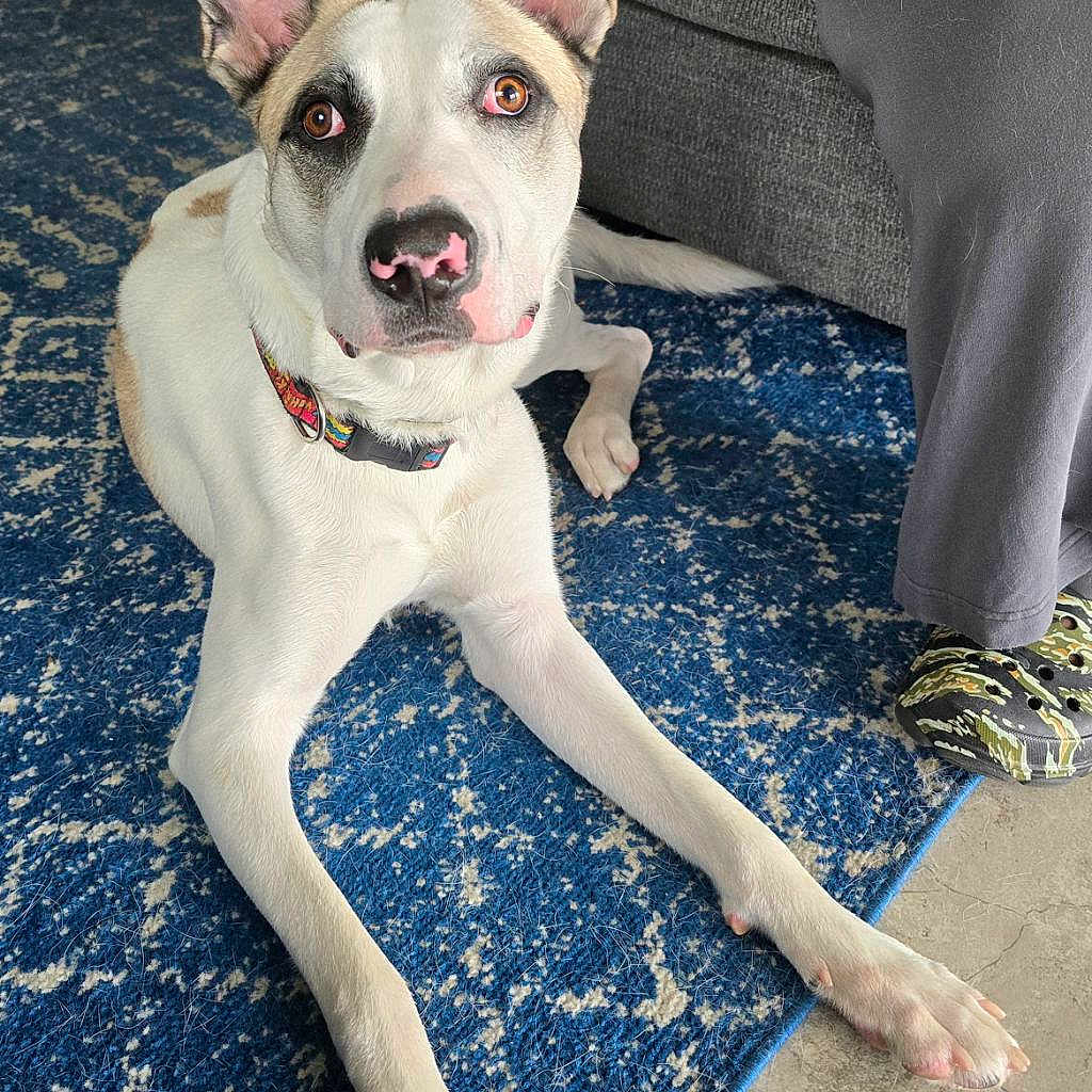 Peaty is registered to the contest to win money with this photo: animal, blue_rug, collar, couch, crocs, dog, domestic, ears, floor, fur, hand, home, indoor, looking_up, nose, pants, person, pet, relaxed, white_dog