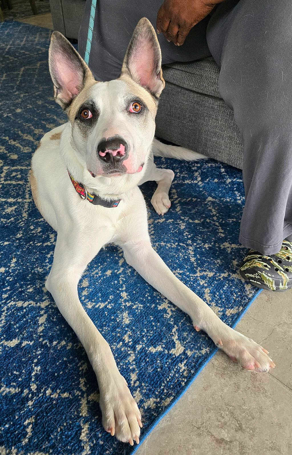 Peaty is registered to the contest to win money with this photo: animal, blue_rug, collar, couch, crocs, dog, domestic, ears, floor, fur, hand, home, indoor, looking_up, nose, pants, person, pet, relaxed, white_dog