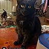 black_cat, cat, indoor, yellow_eyes, wooden_table, feline, pet, animal, curious, domestic_cat, household, background_cats, furniture, cluttered_room, window, door, floor, mammal, sitting, looking