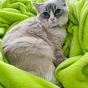 Vaiana a rejoint le concours — aidez-le/la à gagner de superbes lots ! cat, blue_eyes, fluffy, blanket, green_blanket, cozy, indoor, pet, feline, resting, cute, soft, fur, comfort, relaxed, animal, domestic_cat, nap, snuggle, warm