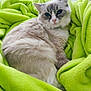cat, blue_eyes, fluffy, blanket, green_blanket, cozy, indoor, pet, feline, resting, cute, soft, fur, comfort, relaxed, animal, domestic_cat, nap, snuggle, warm