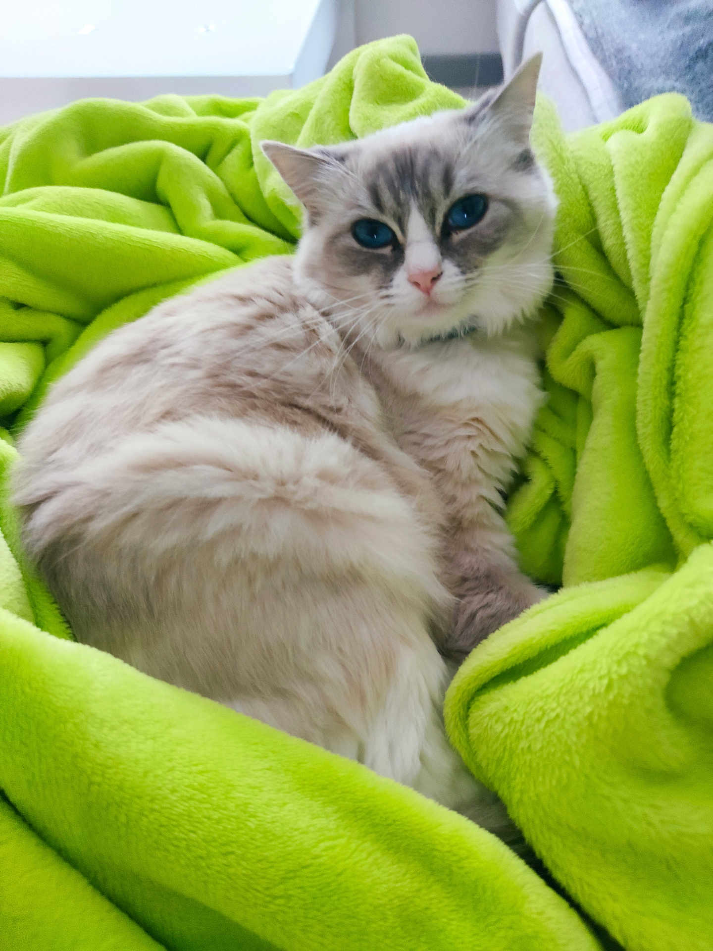 Vaiana a rejoint le concours — aidez-le/la à gagner de superbes lots ! cat, blue_eyes, fluffy, blanket, green_blanket, cozy, indoor, pet, feline, resting, cute, soft, fur, comfort, relaxed, animal, domestic_cat, nap, snuggle, warm