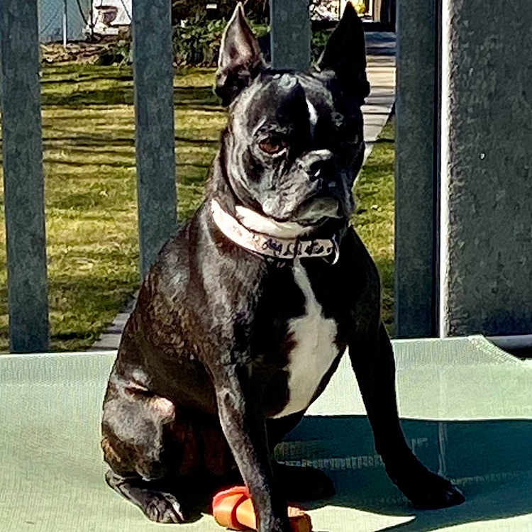 Cooper joined the competition — help win amazing prizes! alert, animal, background, black_dog, canine, collar, concrete_pillars, daytime, dog, ears_up, fur, grass, outdoor, pet, playful, shadow, sitting, sunlight, toy_bone, white_chest