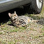 cat, tabby, animal, pet, outdoor, sunlight, gravel, car, tire, relaxing, nature, mammal, feline, striped, whiskers, ears, ground, resting, daytime, closeup