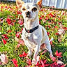 Allah And Capone joined the competition — help win amazing prizes! dog, small_dog, white_dog, tan_spot, collar, grass, autumn_leaves, red_leaves, pink_leaves, outdoor, sunlight, nature, pet, canine, fall, fence, leaf_litter, close_up, serious_expression, sitting