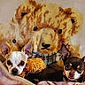 Allah And Capone is registered to the contest to win money with this photo: dog, chihuahua, toy, teddy_bear, blanket, pet, animal, cute, small_dog, ears, face, resting, indoors, cozy, snuggle, looking, fur, companion, comfort, pillow