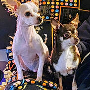 Allah And Capone joined the competition — help win amazing prizes! dog, chihuahua, pet, animal, indoor, blanket, colorful, pattern, sitting, alert, small_dog, companion, cute, fur, ears, eyes, portrait, domestic, friendship, cozy