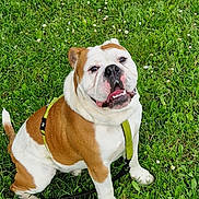 Mario participe au concours pour gagner de l'argent avec cette photo : bulldog, dog, pet, animal, grass, greenery, outdoor, happy, smiling, leash, harness, white, brown, canine, nature, sitting, grass_field, daylight, cute, friendly