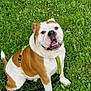 bulldog, dog, pet, animal, grass, greenery, outdoor, happy, smiling, leash, harness, white, brown, canine, nature, sitting, grass_field, daylight, cute, friendly