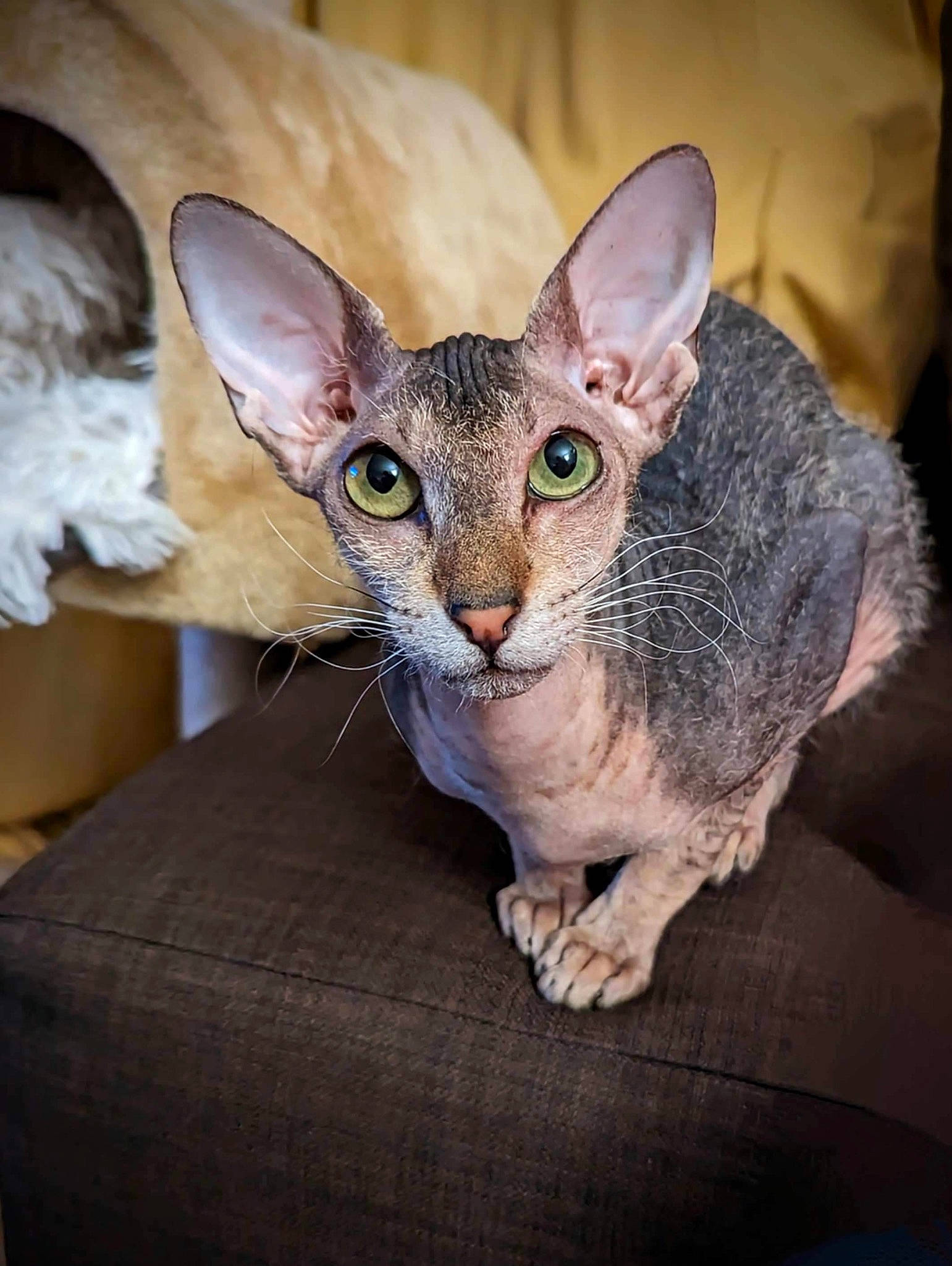 Fanta is registered to the contest to win money with this photo: carnivore, cat, comfort, devon_rex, donskoy, ear, fawn, felidae, fur, rex_cat, small_to_medium_sized_cats, snout, terrestrial_animal, whiskers, wildlife