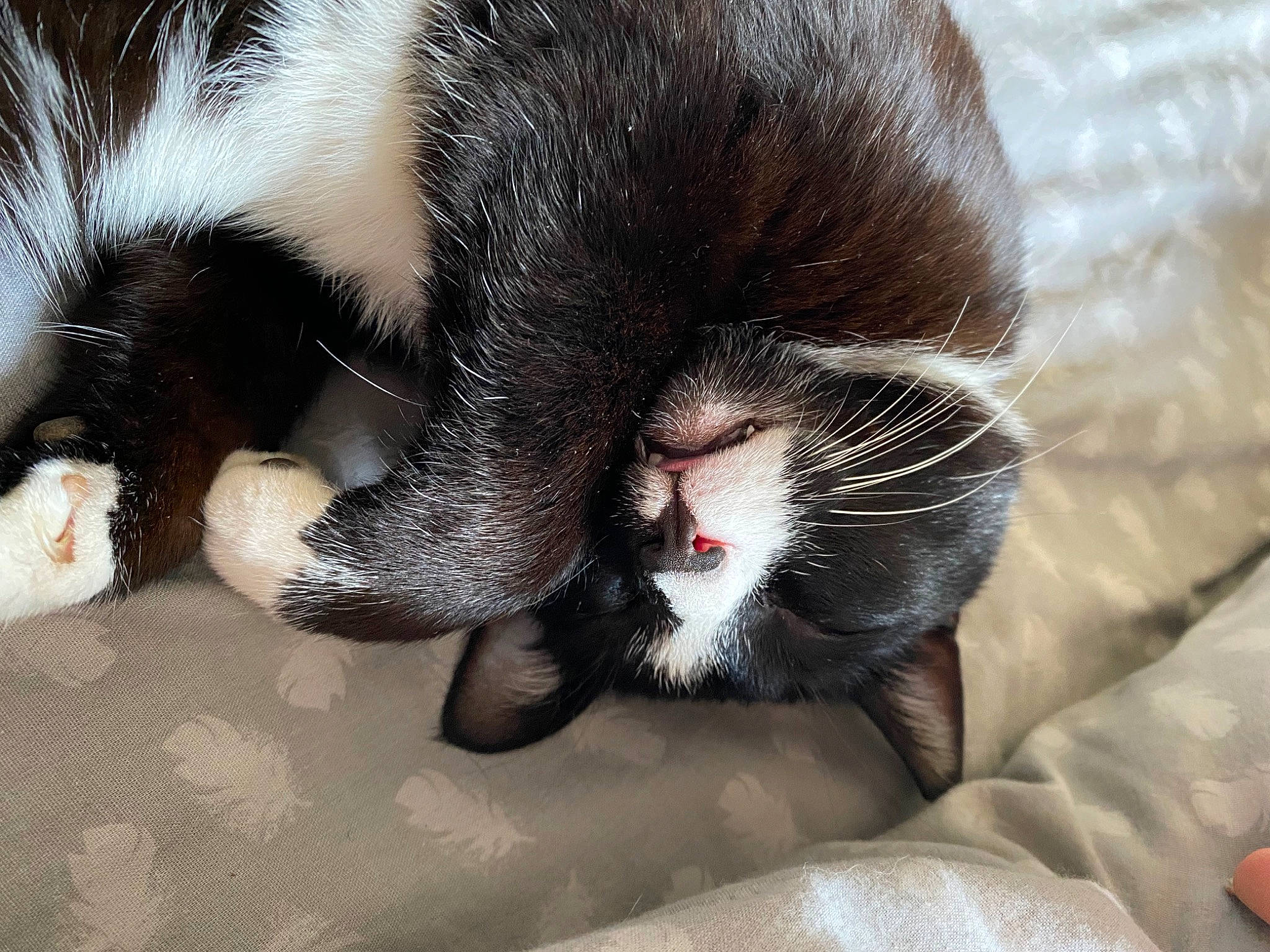 Fatal a rejoint le concours — aidez-le/la à gagner de superbes lots ! black_cat, carnivore, cat, claw, comfort, domestic_short_haired_cat, eye, felidae, foot, fur, head, nap, paw, sleep, small_to_medium_sized_cats, snout, tail, terrestrial_animal, whiskers, yawn