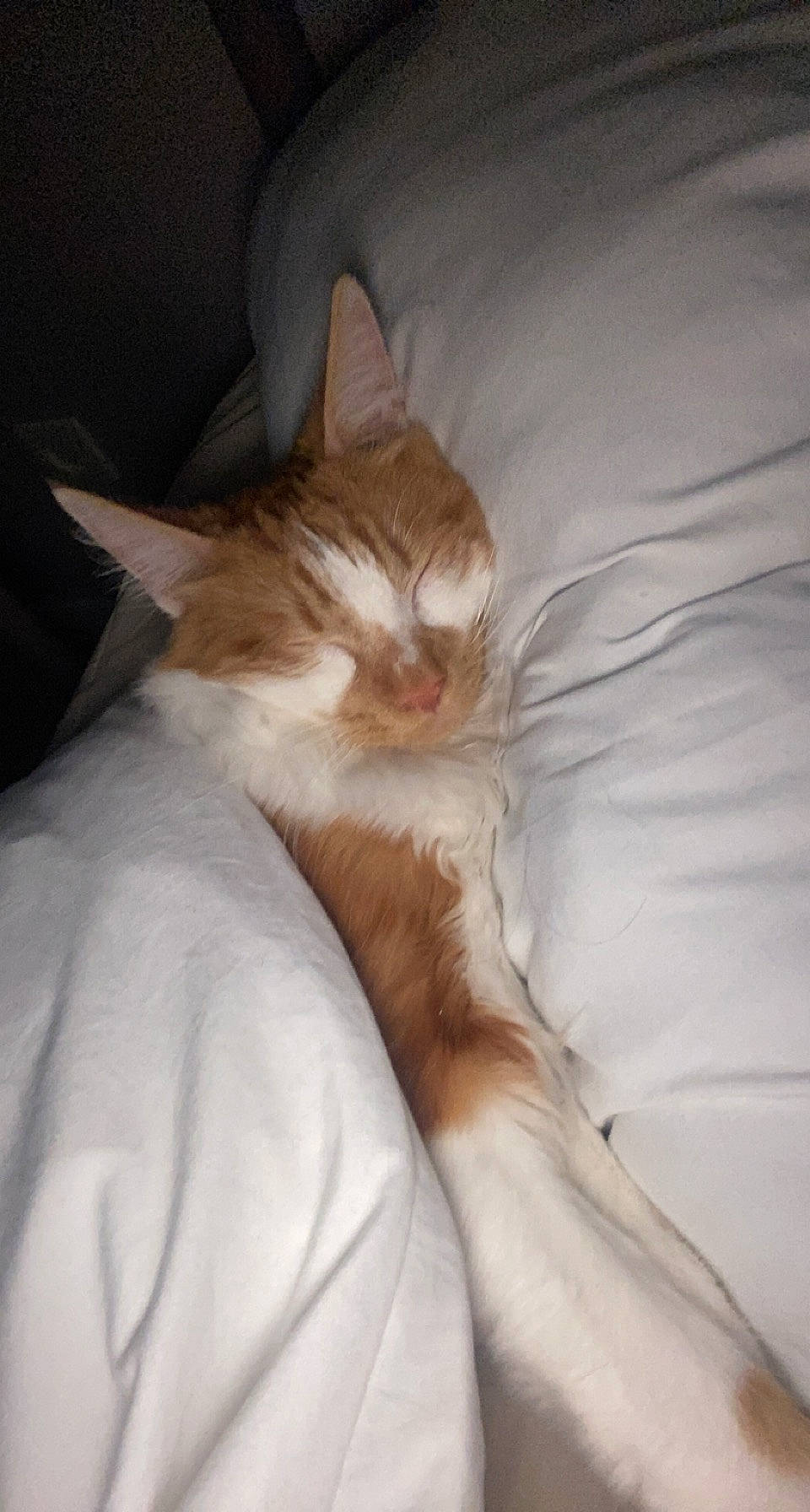 Solo participe au concours pour gagner de l'argent avec cette photo : bed, bed_sheet, bedding, carnivore, cat, claw, comfort, domestic_short_haired_cat, duvet, fawn, felidae, fur, human_leg, linens, nap, paw, room, small_to_medium_sized_cats, tail, whiskers