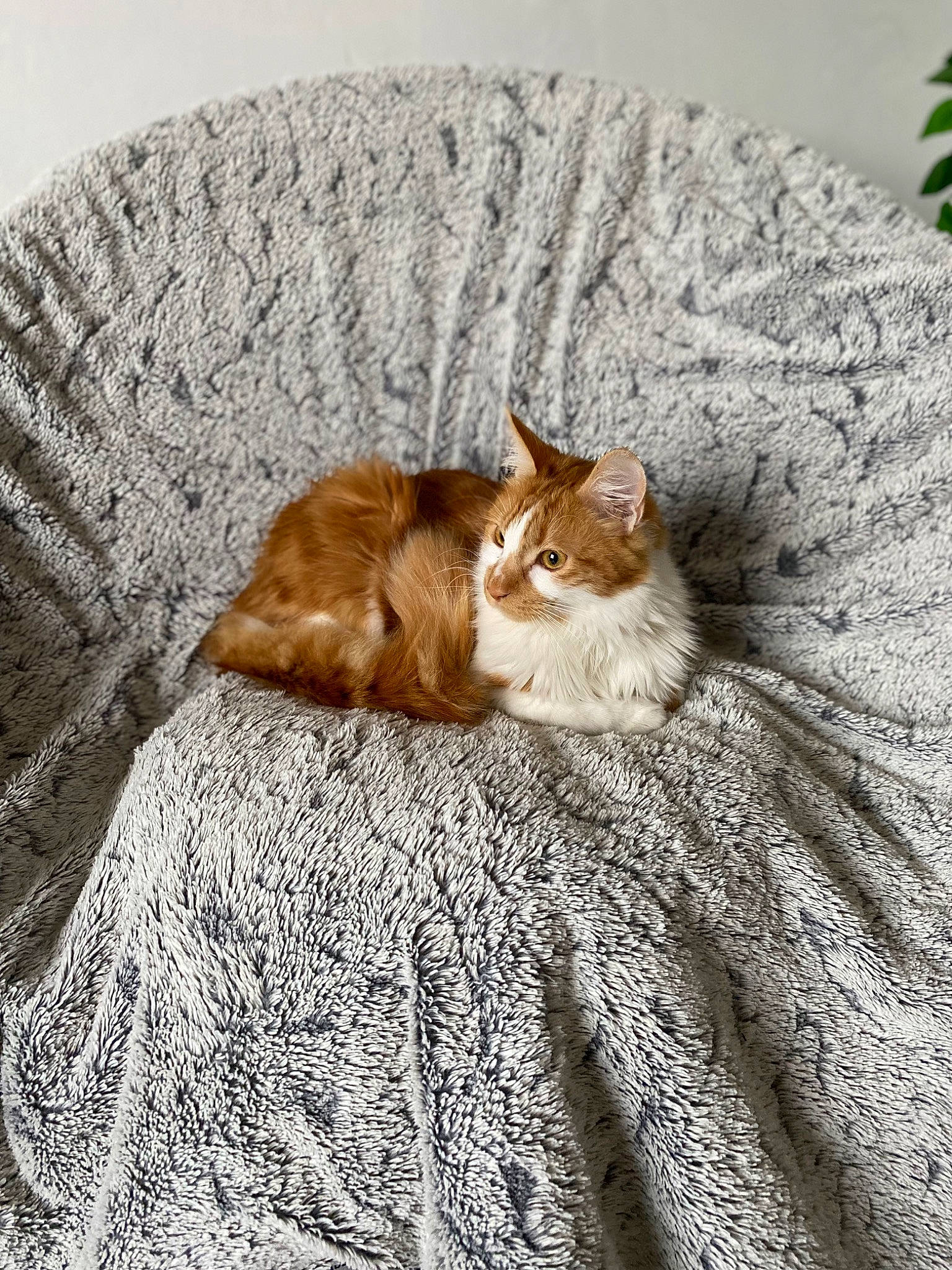 Solo a rejoint le concours — aidez-le/la à gagner de superbes lots ! bedding, carnivore, cat, comfort, couch, domestic_short_haired_cat, fawn, felidae, fur, grey, linens, nap, paw, sitting, small_to_medium_sized_cats, snout, tail, tree, whiskers, wood