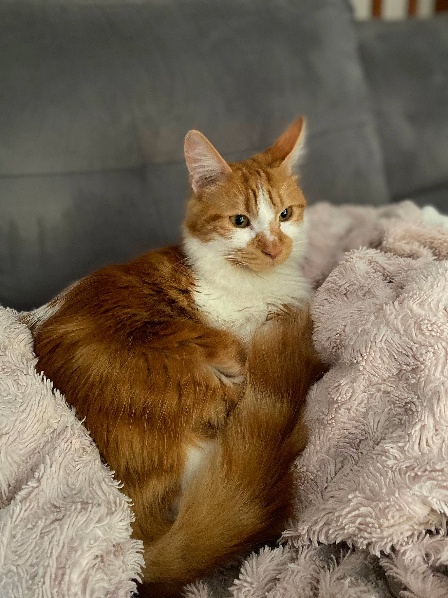 Solo a rejoint le concours — aidez-le/la à gagner de superbes lots ! art, carnivore, cat, claw, domestic_short_haired_cat, fawn, felidae, fur, grass, paw, plant, sitting, small_to_medium_sized_cats, snout, tail, terrestrial_animal, whiskers, wildlife, window, wood