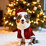 australian_shepherd, blue_eyes, celebration, christmas, cozy, cute, decorations, dog, festive, fur, holiday, indoor, lights, pet, santa_hat, santa_suit, smiling, tree, white_rug, winter