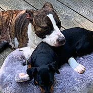 Willow joined the competition — help win amazing prizes! dog, puppy, pet, animal, canine, brindle, black_dog, white_markings, wooden_deck, plush_bed, resting, sleepy, companionship, outdoor, fur, paw, cute, snuggle, relaxation, daylight