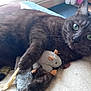 cat, black_cat, toy_mouse, plush_toy, blanket, indoor, pet, fur, whiskers, green_eyes, relaxed, cute, animal, domestic_cat, feline, lying_down, claw, soft_toys, curious, cozy