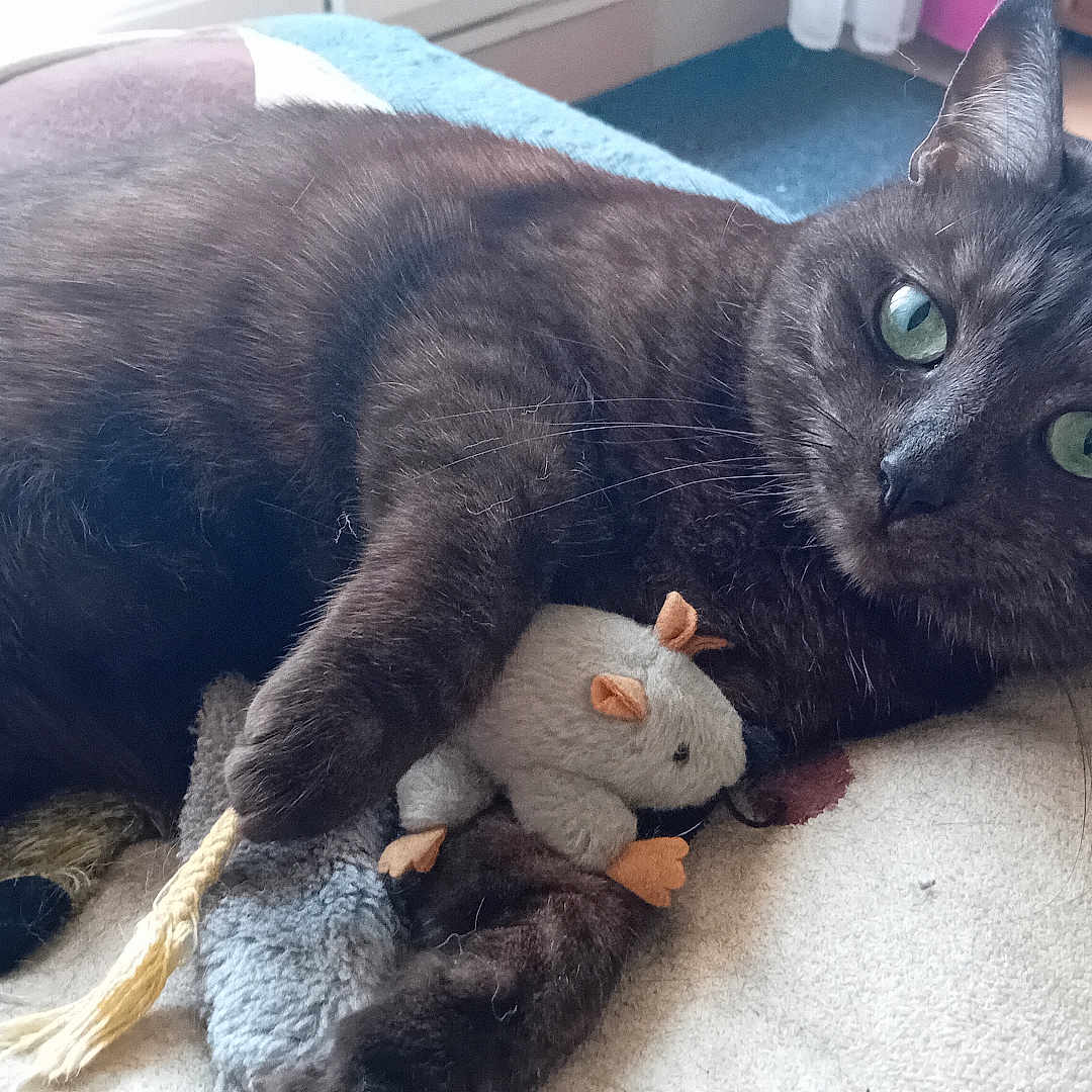 Plume a rejoint le concours — aidez-le/la à gagner de superbes lots ! animal, black_cat, blanket, cat, claw, cozy, curious, cute, domestic_cat, feline, fur, green_eyes, indoor, lying_down, pet, plush_toy, relaxed, soft_toys, toy_mouse, whiskers