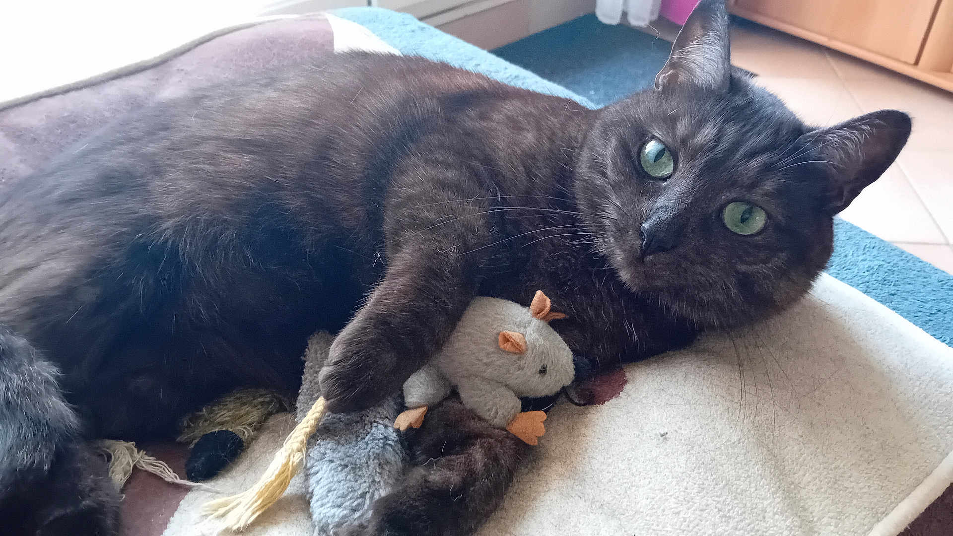 Plume a rejoint le concours — aidez-le/la à gagner de superbes lots ! cat, black_cat, toy_mouse, plush_toy, blanket, indoor, pet, fur, whiskers, green_eyes, relaxed, cute, animal, domestic_cat, feline, lying_down, claw, soft_toys, curious, cozy