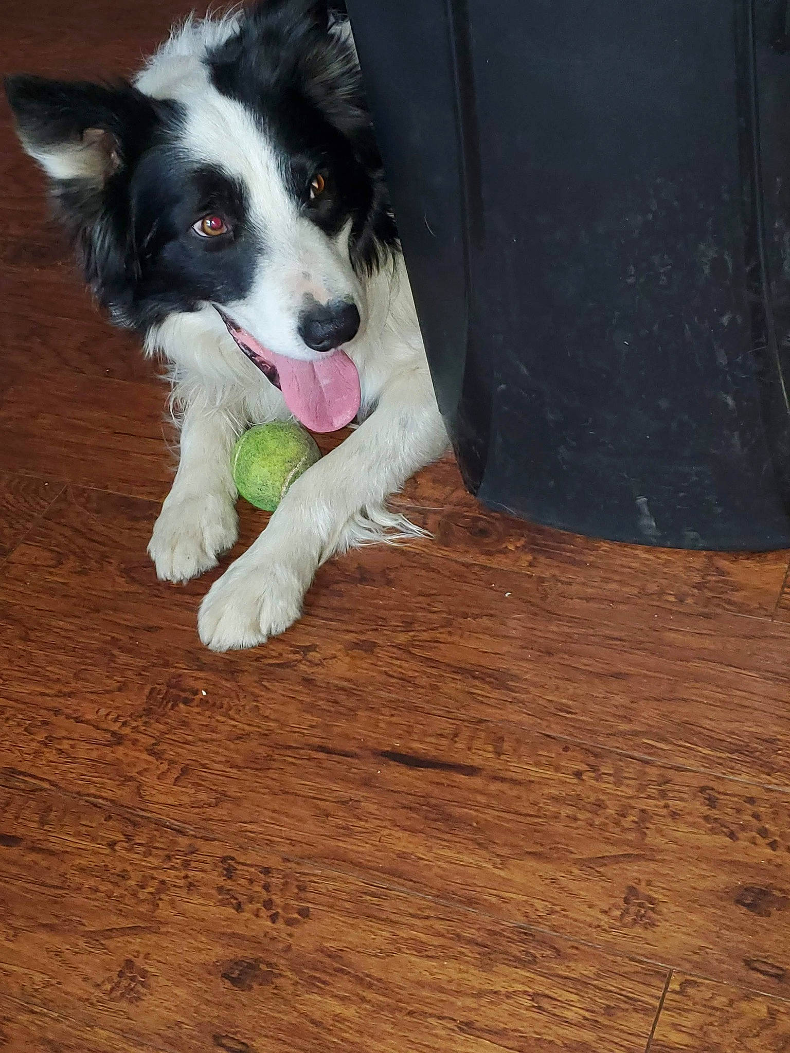 Atreyu joined the competition — help win amazing prizes! border_collie, canidae, carnivore, companion_dog, dog, dog_breed, flooring, fur, hardwood, herding_dog, laminate_flooring, plank, snout, sporting_group, tail, varnish, whiskers, wood, wood_flooring, wood_stain