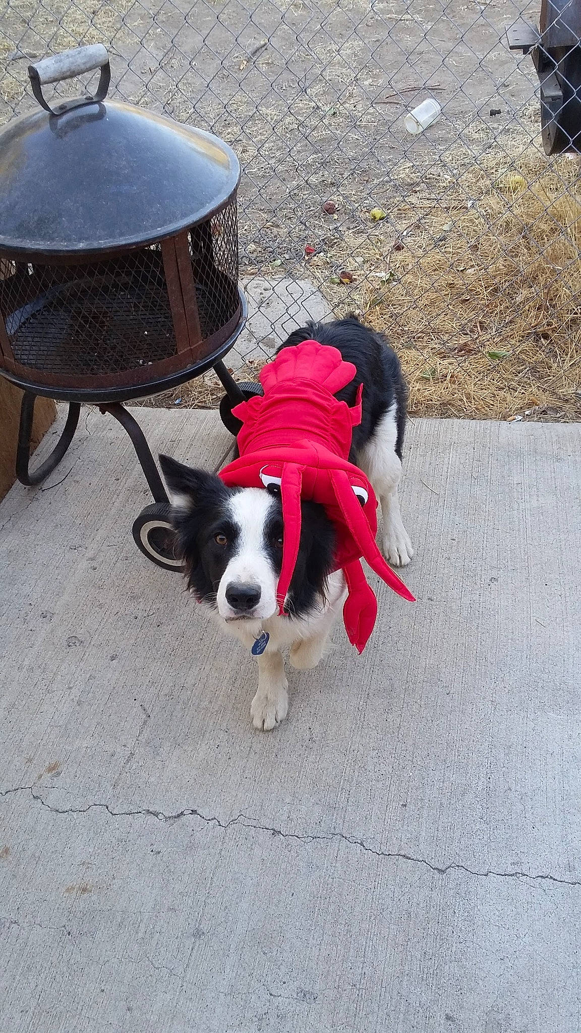 Atreyu joined the competition — help win amazing prizes! canidae, carnivore, collar, companion_dog, dog, dog_breed, dog_collar, dog_supply, fashion_accessory, flooring, fur, leash, outdoor_furniture, pet_supply, road_surface, sidewalk, snout, sporting_group, tail, working_animal