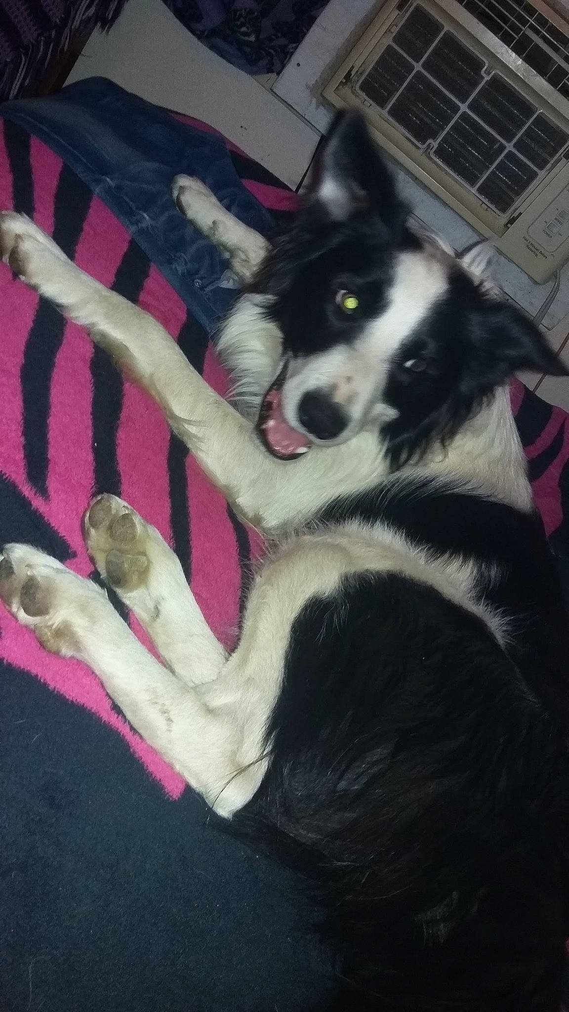 Atreyu joined the competition — help win amazing prizes! border_collie, canidae, carnivore, comfort, companion_dog, dog, dog_breed, fur, herding_dog, magenta, non_sporting_group, snout, sporting_group, tail, working_animal, working_dog