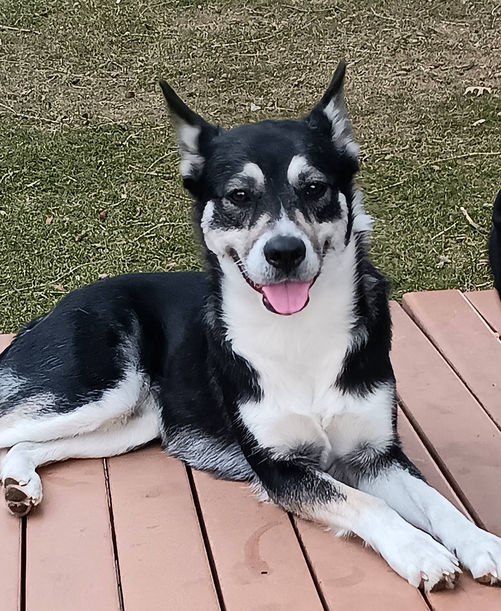 Athena is registered to the contest to win money with this photo: canidae, carnivore, collar, companion_dog, dog, dog_breed, dog_collar, dog_supply, fashion_accessory, fur, herding_dog, leash, paw, plant, snout, sporting_group, tail, whiskers, working_animal, working_dog