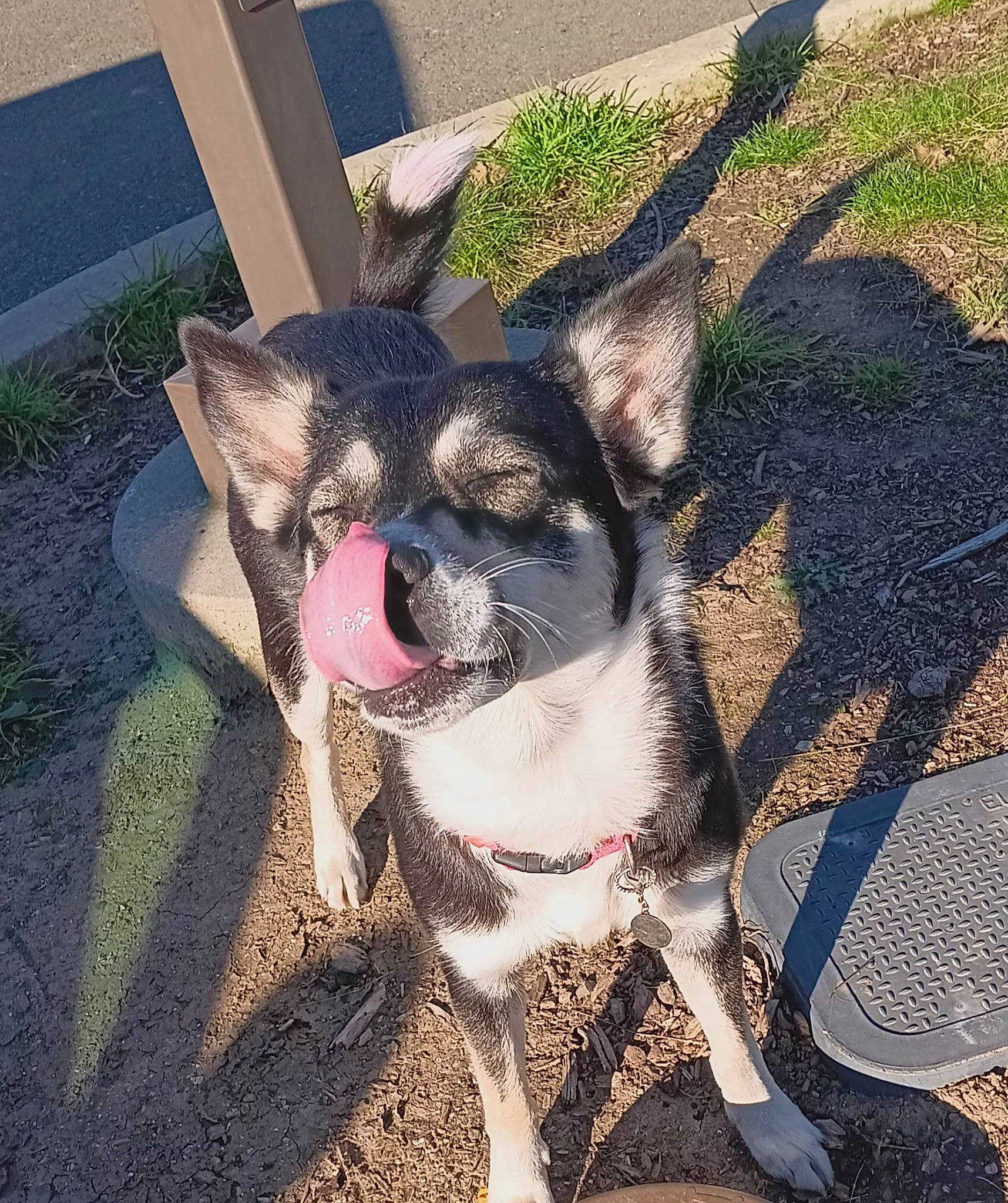 Athena is registered to the contest to win money with this photo: canidae, carnivore, collar, companion_dog, dog, dog_breed, dog_collar, eye, fashion_accessory, fawn, fur, grass, leash, plant, road_surface, snout, sporting_group, toy_dog, working_animal, working_dog