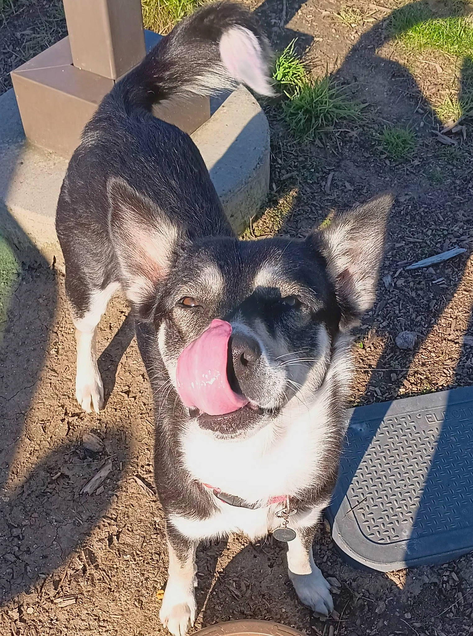 Athena joined the competition — help win amazing prizes! canidae, carnivore, companion_dog, dog, dog_breed, fawn, foot, fur, grass, paw, plant, road_surface, shadow, snout, soil, sporting_group, tail, terrestrial_animal, whiskers, working_animal